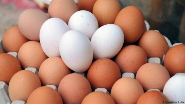 غزة تستهلك 547 ألف بيضة يومياً!