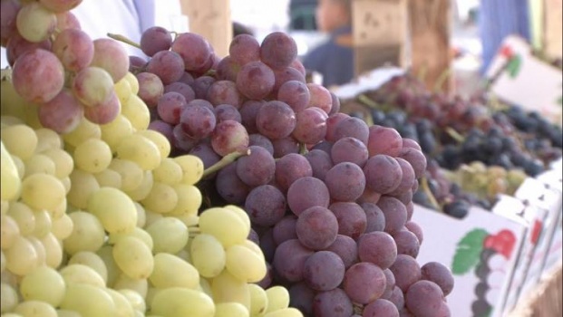 الزراعة: 70% من الأراضي المزروعة بالعنب في الخليل
