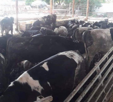 الضابطة الجمركية تضبط 60 عجل بدون أذن الاستيراد بمحافظة طوباس