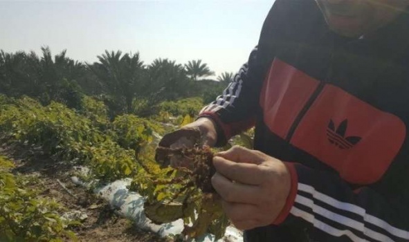 تحقيق صحفي خطير وبالأدلة ..حين يأكل الفلسطينيّون خضاراً تتغذّى على نفايات إسرائيليّة مطحونة