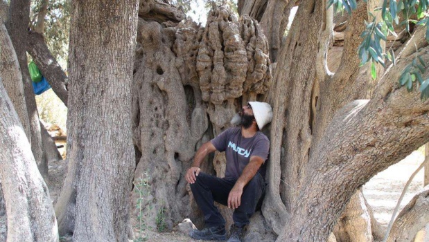 تعرف على أقدم شجرة زيتون في فلسطين