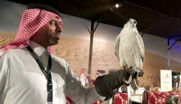 بيع أكبر فرخ صقر بـ72 ألف$ بمزاد في الكويت
