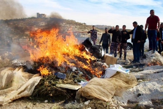 الشرطة والنيابة العامة تتلفان 18 ألف شتلة من نبات الماريجوانا المخدرة في الخليل