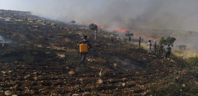 حريق كبير يلتهم 300شجرة زيتون في بلدة عانين غرب جنين