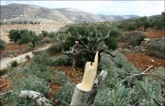 مستوطنون يقطعون 30 زيتونة في الساوية جنوب نابلس