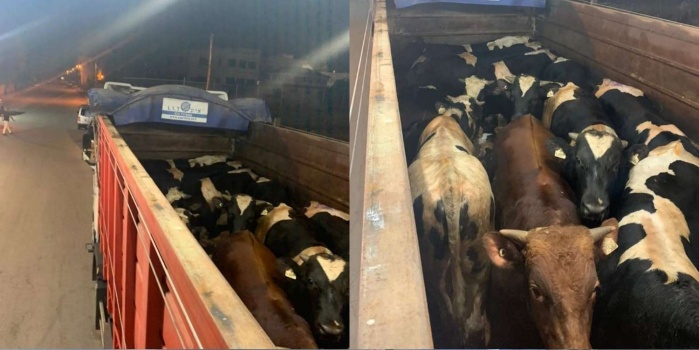 الضابطة الجمركية تضبط شاحنة عجول مهربة من إسرائيل في جنين