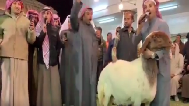 الكويت: نعجة ثمنها يعادل ثروة .. ما قصتها؟