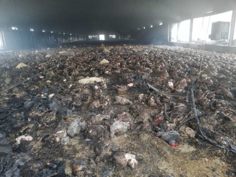 نفوق 20.000 طير دجاج في حريق كبير لمزرعةببلدة عجة جنوب جنين