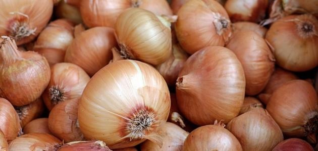 وزارة الزراعة الفلسطينية توقف استيراد البصل