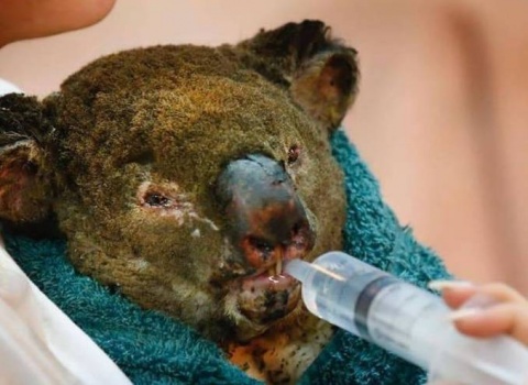 حرائق أستراليا المتواصلة تقتل أكثر من مليار حيوان