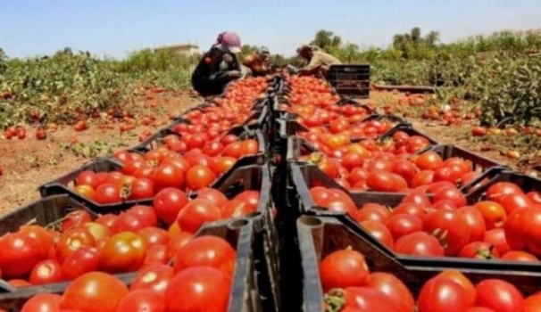 قرار إسرائيلي جديد ضد المنتجات الزراعية الفلسطينية