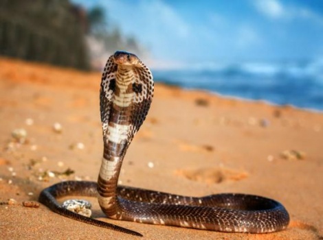 فيديو| أفعتا كوبرا ملكيتان تعلقان بشباك سور أثناء موسم التكاثر