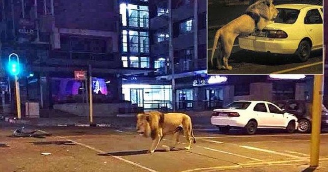 ما حقيقة نشر أسود بشوارع روسيا لفرض الحجر الصحي؟