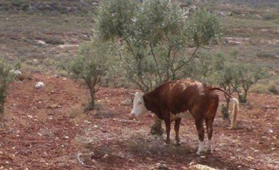 أبقار المستوطنين تستبيح محاصيل المواطنين في الأغوار