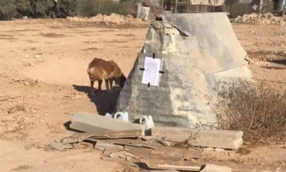 كلاب ضالة تنهش جسد رضيعة بالنقب المحتل