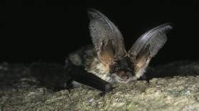 متى تشكل الخفافيش خطورة على البشر؟