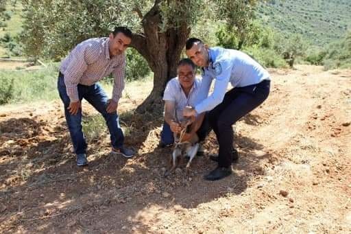 جودة البيئة: غزال الجبل الفلسطيني من القفص إلى الطبيعة في رام الله