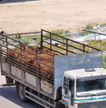 الضابطة الجمركية تضبط أكثر من 100 عجل مهرب من إسرائيل في جنين