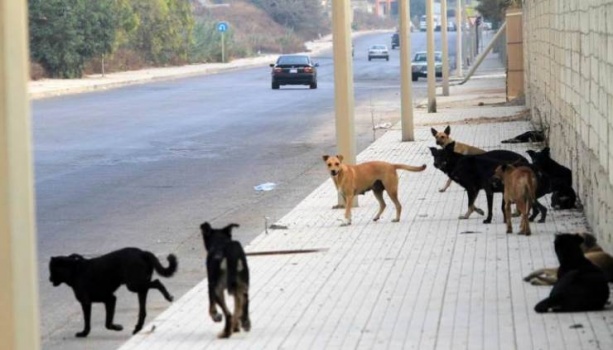 الأردن: 10 دنانير لكل من يمسك بكلب شارد في العقبة