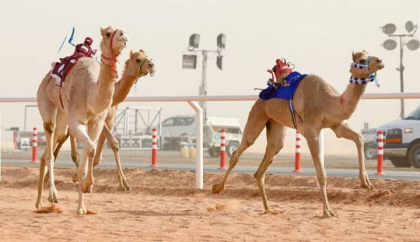 السعودية تفتتح اكبر مستشفى لعلاج الابل في العالم