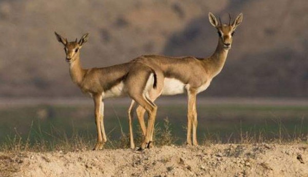 صور.. تحرير 13 غزالًا كانت بحوزة أحد المواطنين في جنين