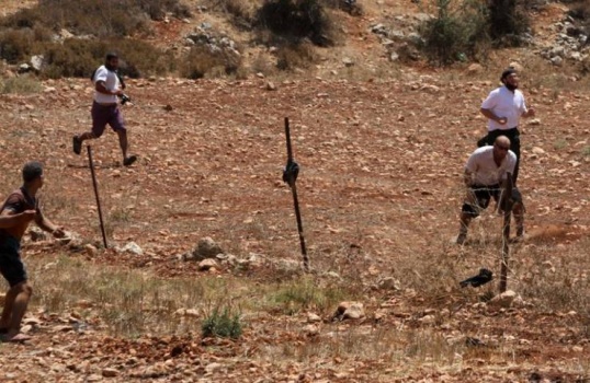 مستوطنون يعتدون على رعاة الماشية ويقطعون أشجار زيتون بمسافر يطا جنوب الخليل