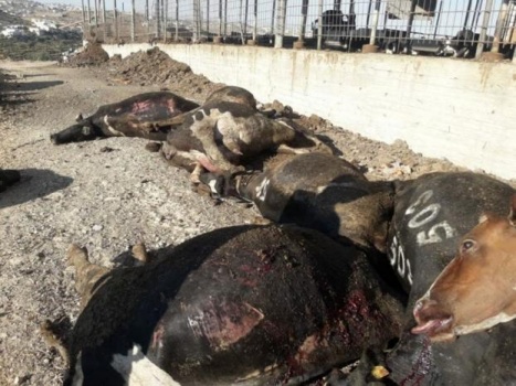 الجنيدي: 6 مسلحين مجهولين هاجموا مزرعتنا في جنوب الخليل ما أدى الى نفوق 50 رأسا من البقر