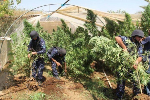 الشرطة تضبط 35 شتلة ماريجوانا مخدرة في بلدة الظاهرية بالخليل