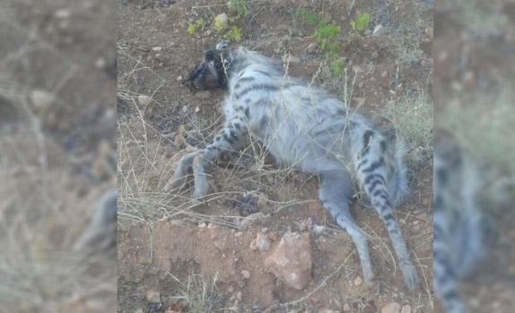 سلطة جودة البيئة: نلاحق المعتدين على حيوان الضبع