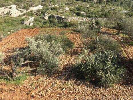 مستوطنون يقطعون 12 شجرة زيتون غرب سلفيت