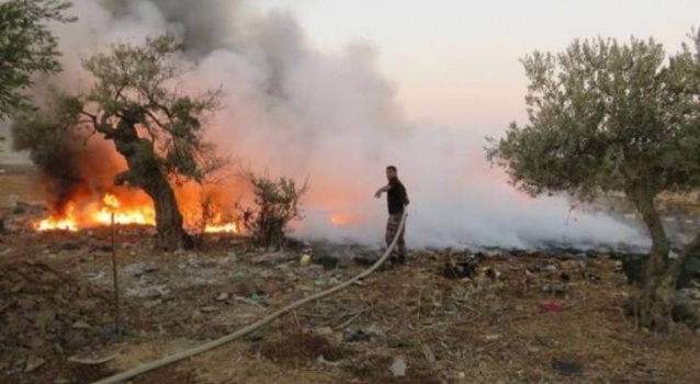 حريق يأتي على 60 شجرة زيتون في بلدة كفرذان غرب جنين