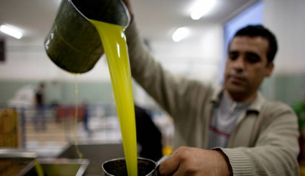 سعر كيلو زيت الزيتون قد يصل الى 30 شيكل هذا العام