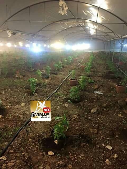 صورة لمشتل الماريغوانا الذي تم ضبطه في قرية النصارية