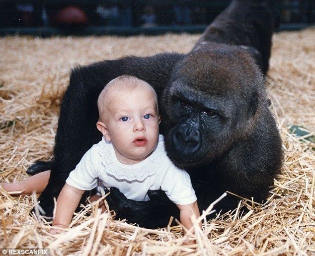Tansy-Aspinall-gorillas_889010
