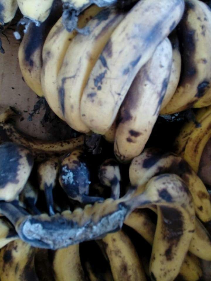 بالصور...ضبط 200 كغم موز فاسد في جنين
