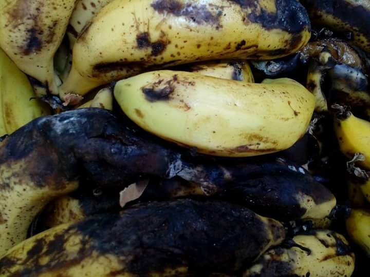 بالصور...ضبط 200 كغم موز فاسد في جنين