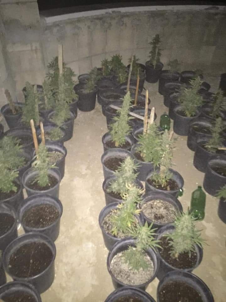 بالصور...شرطة مكافحة المخدرات تضبط 5 كغم و200 شتلة وسلاح في نابلس والخليل .